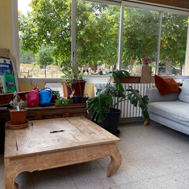 SORTIE Botanique "nos plantes immunitaires" Octobre 2025