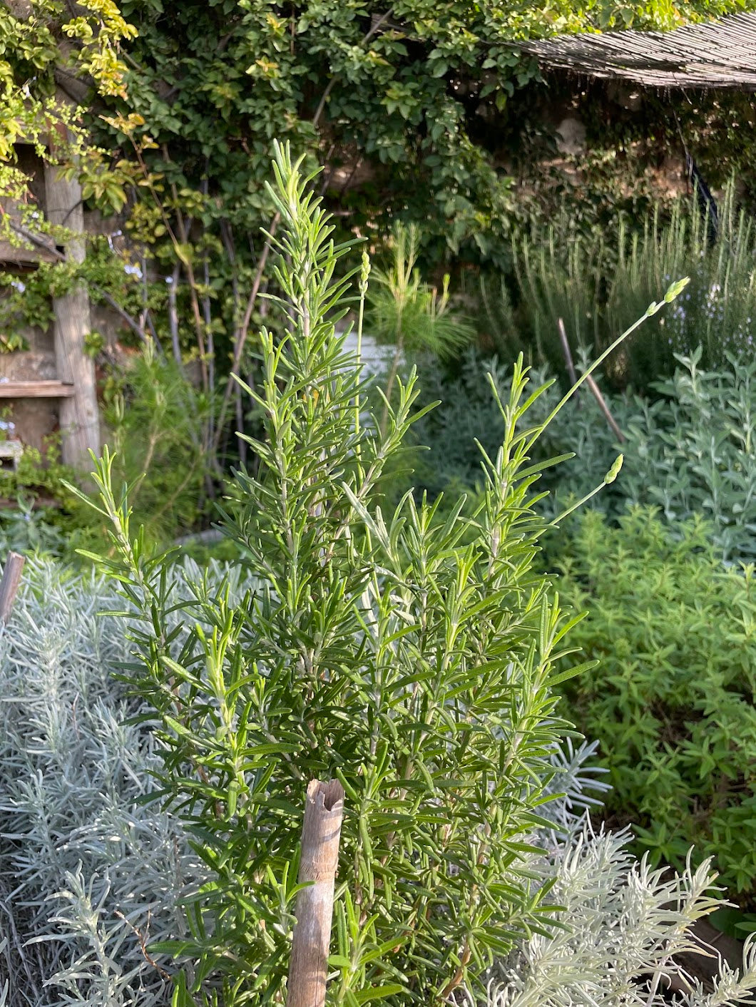 Atelier "Mieux digérer grâce aux plantes" Février 25