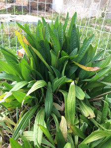 Teinture mère de Plantain