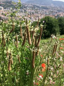 Macérât de plantain