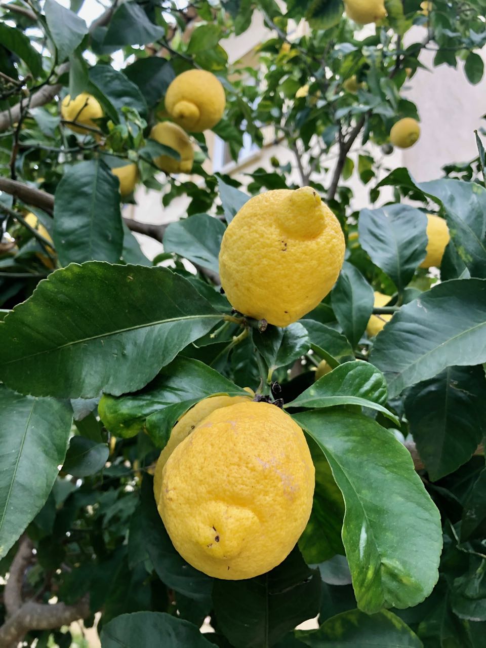 Confiture de citrons bio