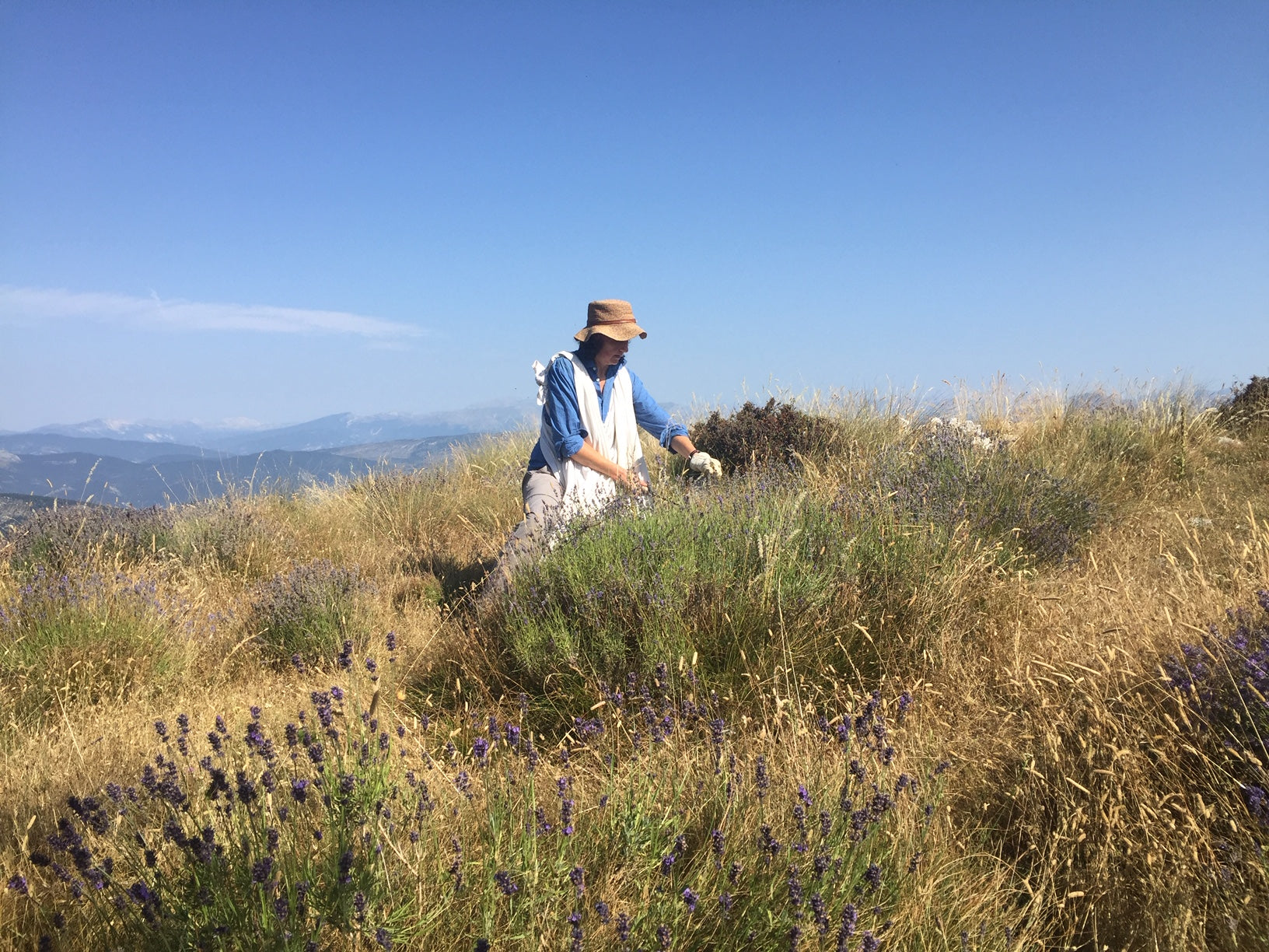 SORTIE: "À la découverte de la lavande sauvage et autres plantes en montagne" juin