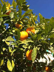 Confiture d'oranges amères bio